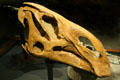 Brachylophosaurus canadensis skull at Museum of the Rockies. Bozeman, MT.