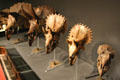 Collection of several ages of Triceratops skulls at Museum of the Rockies. Bozeman, MT.