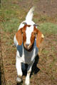 Goat with brown ears wanders Stuhr Museum Village. Grand Island, NE.