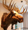 Moose head mounted at Woodman Museum. Dover, NH.