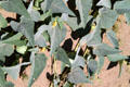 Creeping plants with gourds at Rancho de las Golondrinas. Santa Fe, NM.