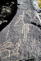 Petroglyph with macaw at Petroglyph National Monument. Albuquerque, NM.