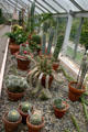Cactus display in conservatory of Botanical Gardens. Buffalo, NY.