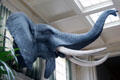 Replica elephant head & tusks hanging in conservatory at Eastman House. Rochester, NY.