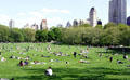 Sunbathers in Central Park. New York, NY.