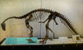 Plateosaurus trossingensis of Late Triassic era found in Germany at American Museum of Natural History. New York, NY.