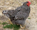 Heritage breed of chicken on Powell Farm at Old Bethpage Village. Old Bethpage, NY