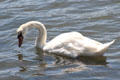 Swan at Cold Spring Harbor. Cold Spring Harbor, NY