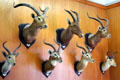 Trophy heads of several antelope species at Vanderbilt Mansion. Centerport, NY.