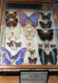 Specimens of morpho butterfly species at Vanderbilt Mansion. Centerport, NY.