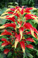 Tricolor Amaranthus bush with red leaves & yellow tips at Toledo Botanical Garden. Toledo, OH