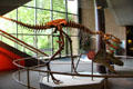Cast of juvenile tyrannosaur in lobby of Cleveland Museum of Natural History. Cleveland, OH.