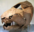Dunkleosteus terrelli original fossil skull at Cleveland Museum of Natural History. Cleveland, OH