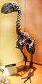 Diatryma, flightless bird, Eocene epoch fossil skeleton at Cleveland Museum of Natural History. Cleveland, OH.