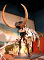 American Mastodon fossil skeleton at Cleveland Museum of Natural History. Cleveland, OH.
