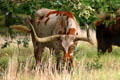 Longhorn cow at Woolaroc Ranch. Bartlesville, OK.