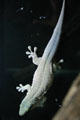 Standing's Day Gecko in Crystal Bridge Tropical Conservatory of Myriad Botanical Gardens. Oklahoma City, OK.
