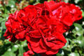 Red roses in Portland Rose Garden. Portland, OR