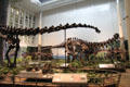 <i>Diplodocus canegii</i> & <i>Apatosaurus louisae</i> from Jurasic Period of Mesozoic era from Western North America at Carnegie Museum of Natural History. Pittsburgh, PA.