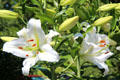 White lily in formal garden at Rough Point. Newport, RI.