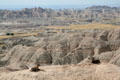 Wild goats on striated erosion formations of Badlands National Park. SD.