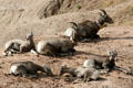 Family of Bighorn Sheep in Badlands National Park. SD.
