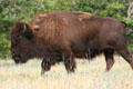 Adult female buffalo at Custer State Park. SD.