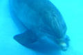 Bottlenose Dolphin at Texas State Aquarium. Corpus Christi, TX.