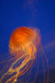 Purple Stripe Jellyfish at Texas State Aquarium. Corpus Christi, TX