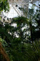 Rainforest in pyramid at Moody Gardens. Galveston, TX.