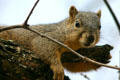 Squirrel portrait. TX