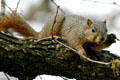 Squirrel on branch. TX.