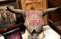 Buffalo skull killed by Buffalo Bill Cody at Buckhorn Museum. San Antonio, TX.