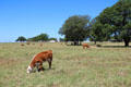 Cattle at Lyndon B. Johnson NHP. Stonewall, TX.