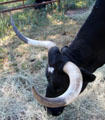 Longhorn cattle at Lyndon B. Johnson State Park. Stonewall, TX