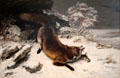 Fox in Snow painting by Gustave Courbet at Dallas Museum of Art. Dallas, TX.