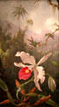 Two Hummingbirds above a White Orchid painting by Martin Johnson Heade at Amon Carter Museum of American Art. Fort Worth, TX.