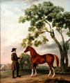 Lord Grosvenor's Arabian Stallion with Groom painting by George Stubbs at Kimbell Art Museum. Fort Worth, TX.