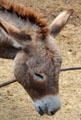 Donkey at Pioneer Farms. Austin, TX.