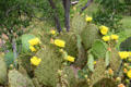 Cactus flowers at Pioneer Village. Gonzales, TX.