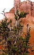 Bristle cone pines in Bryce Canyon National Park. UT.