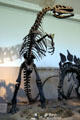 Allosaurus of Late Jurassic era was most common predator at Utah Museum of Natural History. Salt Lake City, UT.
