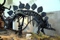 Stegosaurus of Late Jurassic at Utah Museum of Natural History. Salt Lake City, UT.