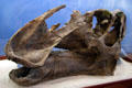 Original Gryposaurus sp. skull of Late Cretaceous era at Utah Museum of Natural History. Salt Lake City, UT