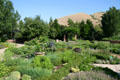 Fragrance garden at Red Butte Garden. Salt Lake City, UT.