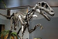 Utahraptor of Early Cretaceous era found in Utah at Museum of Ancient Life. Lehi, UT.