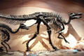 Edmontosaurus duckbill dino of Late Cretaceous era found in Alberta at Museum of Ancient Life. Lehi, UT.