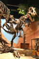 Tyrannosaurus rex of Late Cretaceous era found in Montana at Museum of Ancient Life. Lehi, UT.