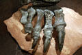 Right hind foot bones of Camarasaurus grandis found in Wyoming at Museum of Ancient Life. Lehi, UT.