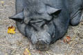 Early breed of pig at Henricus. VA
